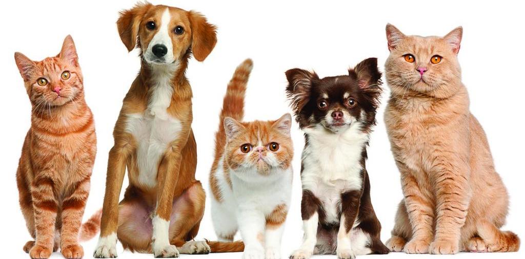 Доска объявлений о животных | ЗооТом - продажа, вязка и услуги для животных в Нягани
