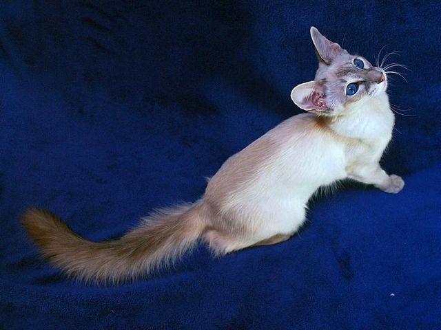 Выведенные породы кошек в Нягани | ЗооТом портал о животных