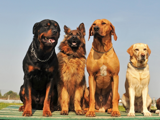 Крупные породы собак в Нягани | ЗооТом портал о животных