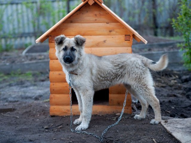 Все о собаках в Нягани Все о собаках в Нягани